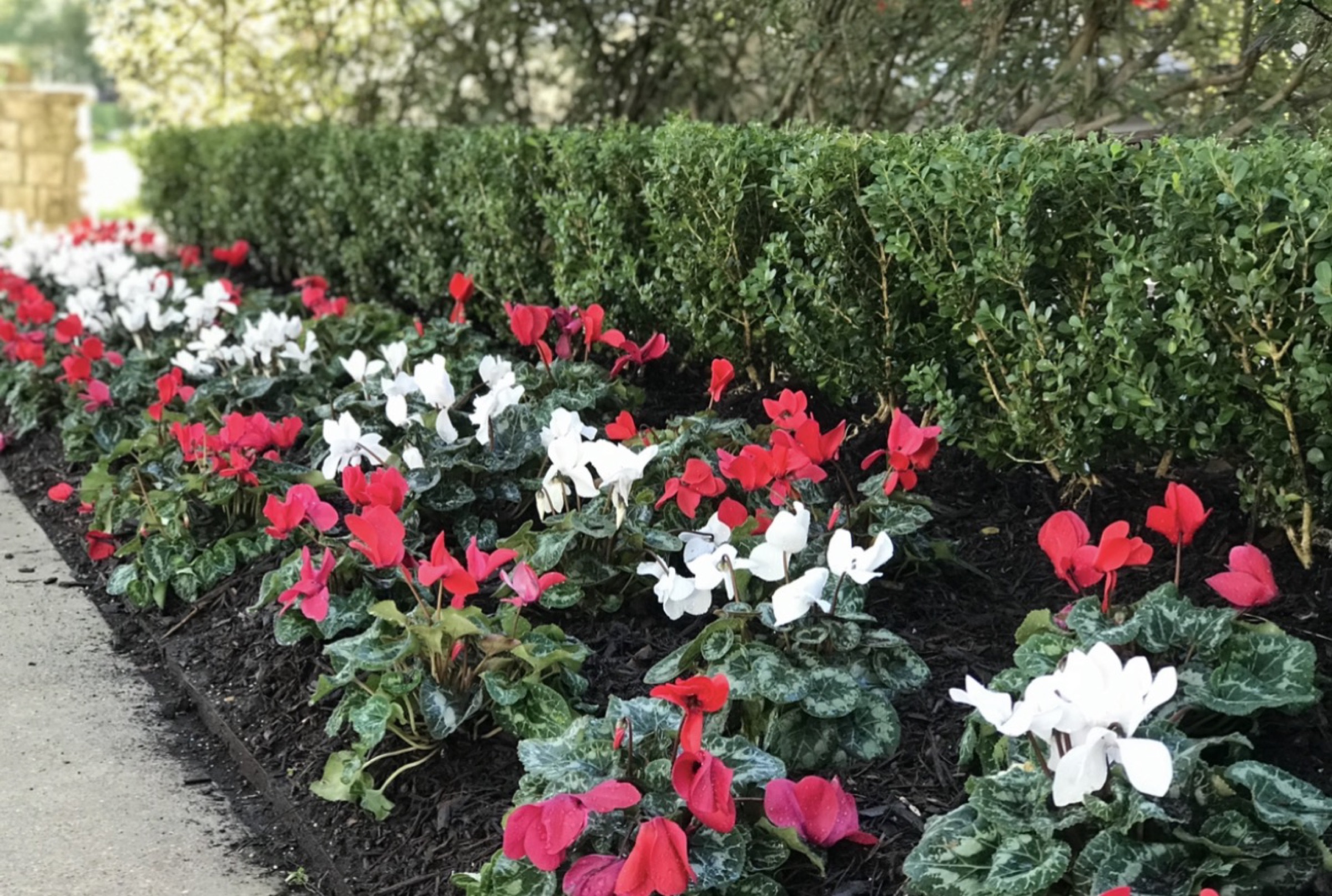Annual planting by Danny's Landscaping
